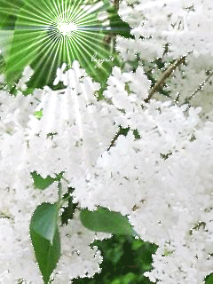 Открытки с белой сиренью анимационные. Открытки с белой сиренью gif.
