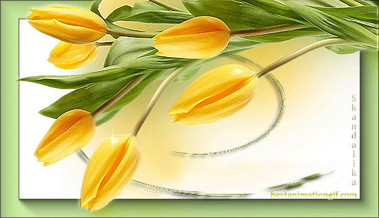 Открытки с желтыми тюльпанами красивые. Открытки с желтыми тюльпанами с анима...