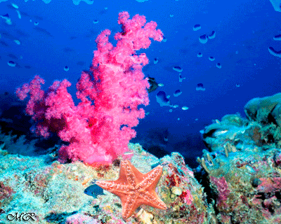 Открытки с подводным миром скачать. Открытки с подводным миром бесплатно.