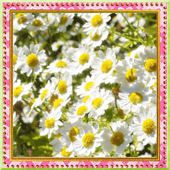 Открытки с ромашковым полем с анимациями. Открытки с ромашковым полем gif.