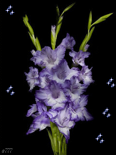 Открытки с гладиолусами скачать бесплатно. Открытки с гладиолусами анимационные.