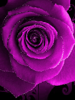 Открытки с фиолетовыми розами скачать бесплатно. Открытки с фиолетовыми розами онлайн.