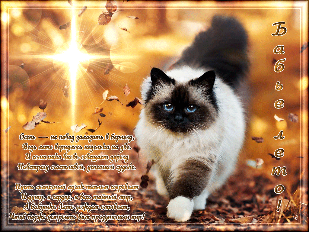 Открытки Бабье Лето скачать бесплатно. Поздравительные Открытки Бабье Лето.