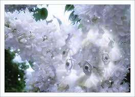 Открытки с белой сиренью анимационные. Открытки с белой сиренью gif.
