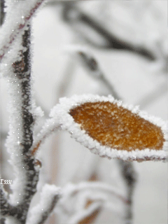 Открытки с инеем скачать бесплатно. Открытки с инеем gif.     