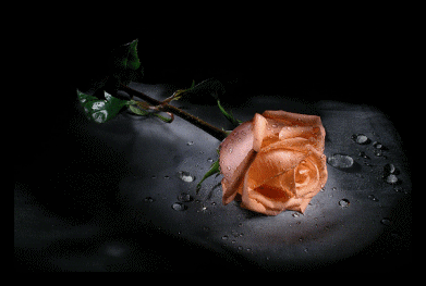 Открытки с чайной розой скачать бесплатно. Открытки с чайной розой онлайн.