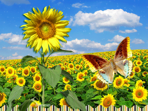 Открытки с подсолнухами в поле скачать бесплатно. Открытки с подсолнухами в п...