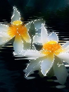 Открытки с водяными лилиями скачать бесплатно. Открытки с водяными лилиями он...