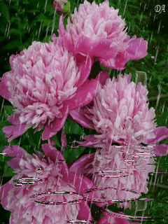 Открытки с пионами в саду скачать бесплатно. Открытки с пионами в саду онлайн.