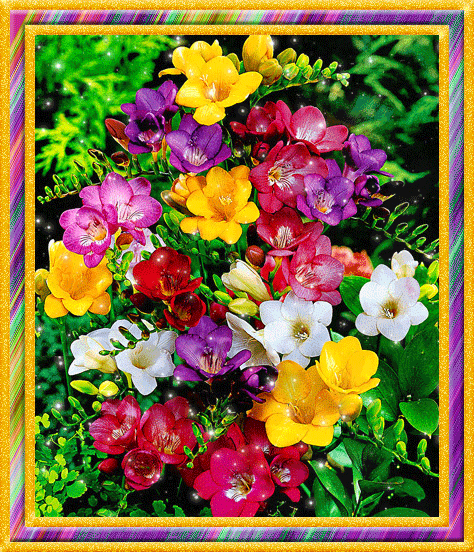 Открытки с фрезиями gif. Открытки с фрезиями скачать бесплатно.