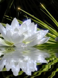 Открытки с водяными лилиями скачать бесплатно. Открытки с водяными лилиями он...