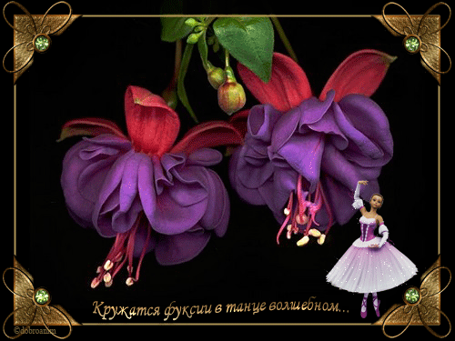 Анимационные открытки с фуксией. Открытки с фуксией скачать бесплатно.