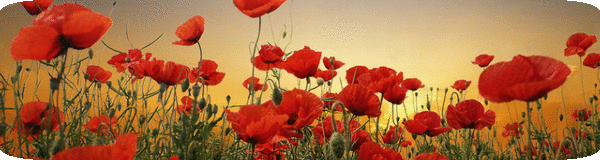 Открытки с маковым полем скачать бесплатно. Открытки с маковым полем онлайн.