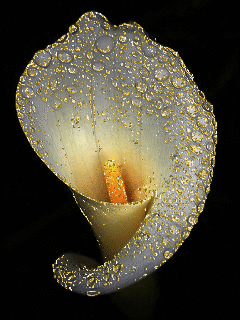 Открытки с каллами скачать бесплатно. Открытки с каллами онлайн.