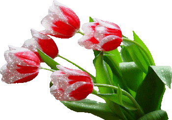 Открытки с красными тюльпанами скачать. Открытки с красными тюльпанами с аним...