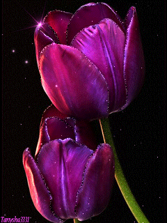 Открытки с фиолетовыми тюльпанами скачать бесплатно. Открытки с фиолетовыми т...