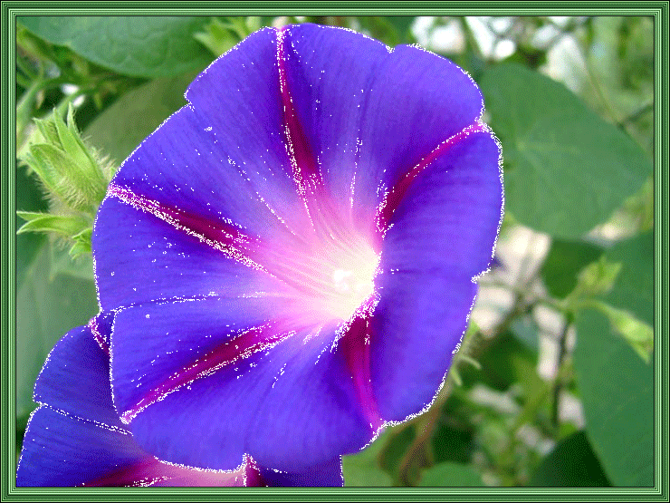 Открытки с вьюнками анимационные. Открытки с вьюнками онлайн.