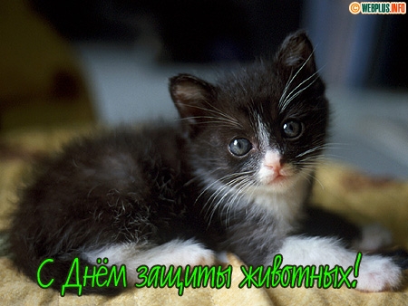 Открытки с днём защиты животных скачать бесплатно. Открытки с днём защиты жив...