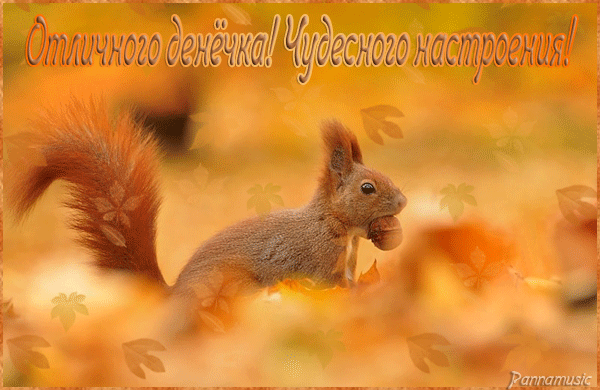  Открытки с белочками gif. Скачать бесплатно открытки с белками.