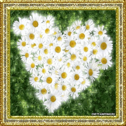 Открытки с букетом ромашек скачать бесплатно. Открытки с букетом ромашек онлайн.