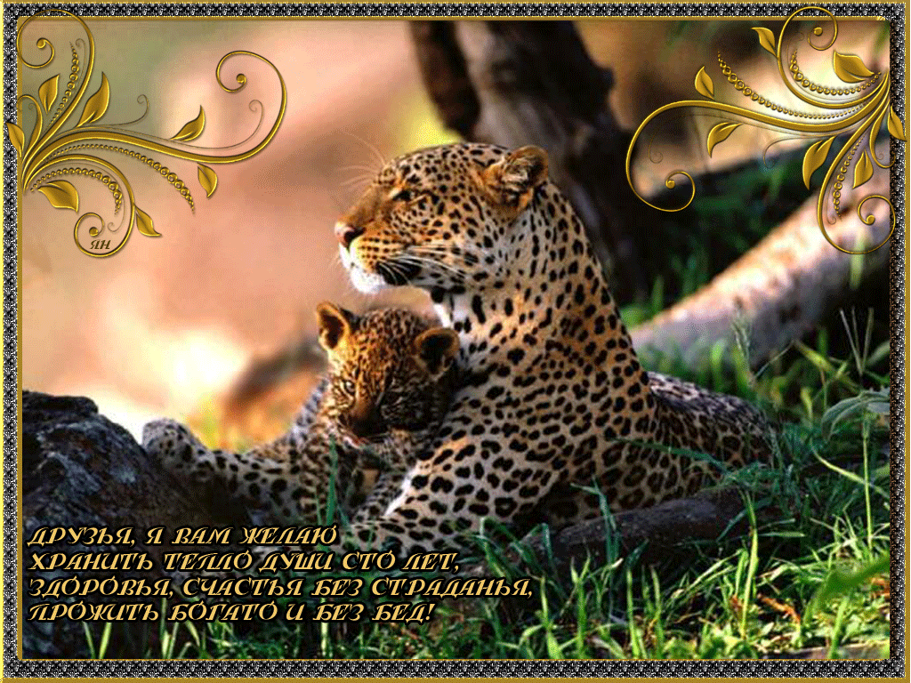 Открытки с леопардом скачать. Открытки с леопардом бесплатно.