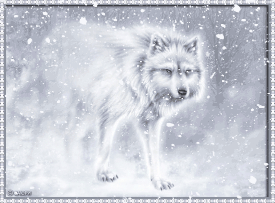 Анимационные открытки с волками. Скачать открытки с волками gif.