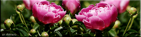 Открытки с пионами в саду скачать бесплатно. Открытки с пионами в саду онлайн.