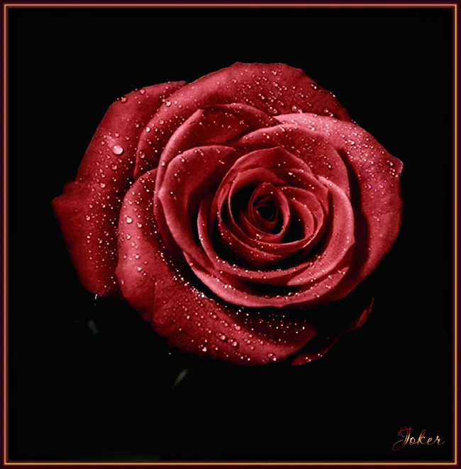 Открытки с розами скачать бесплатно Открытки с розами онлайн.