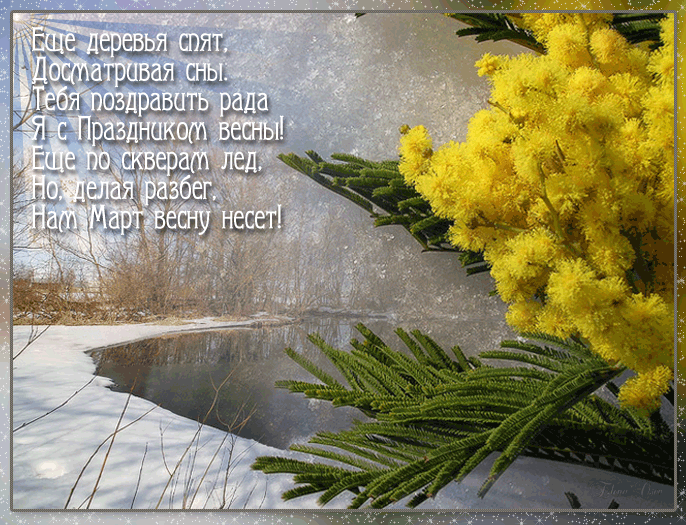 Открытки с мимозой скачать бесплатно. Открытки с мимозой онлайн.