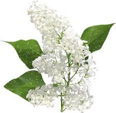 Открытки с белой сиренью анимационные. Открытки с белой сиренью gif.