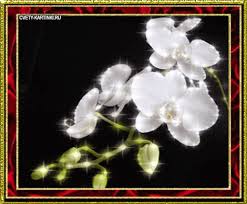 Открытки с белыми орхидеями скачать. Открытки с белыми орхидеями бесплатно он...