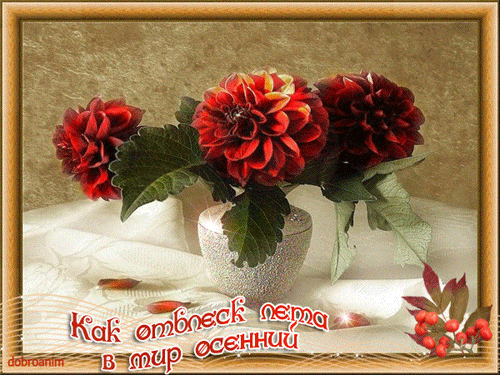 Открытки с георгинами скачать бесплатно. Открытки с георгинами онлайн.