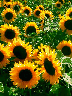 Открытки с подсолнухами в поле скачать бесплатно. Открытки с подсолнухами в п...