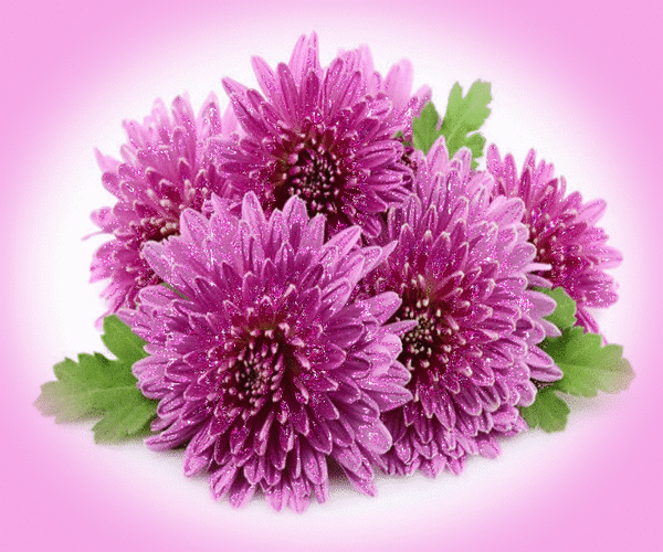 Открытки с хризантемами скачать бесплатно. Открытки с хризантемами онлайн.