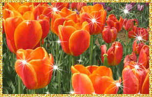 Открытки с красными тюльпанами скачать. Открытки с красными тюльпанами с аним...