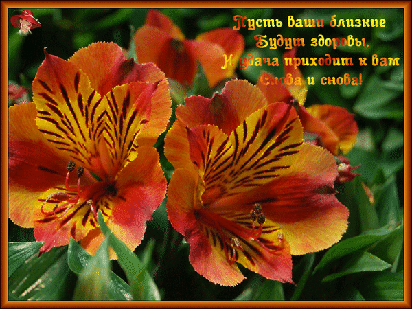 Открытки с альстромериями анимационные. Открытки с альстромериями скачать.