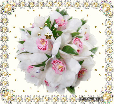 Открытки с белыми орхидеями скачать. Открытки с белыми орхидеями бесплатно он...