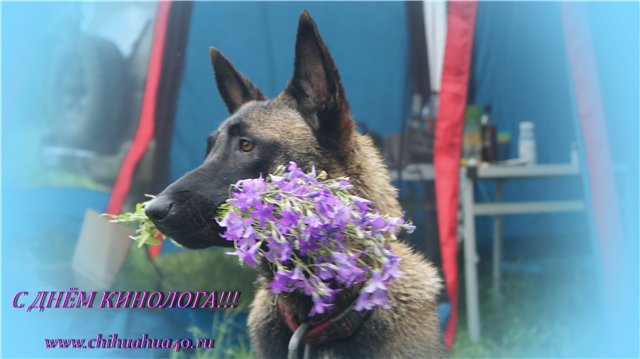 Открытки с днём кинолога скачать бесплатно. Открытки с днём кинолога 21 июня.