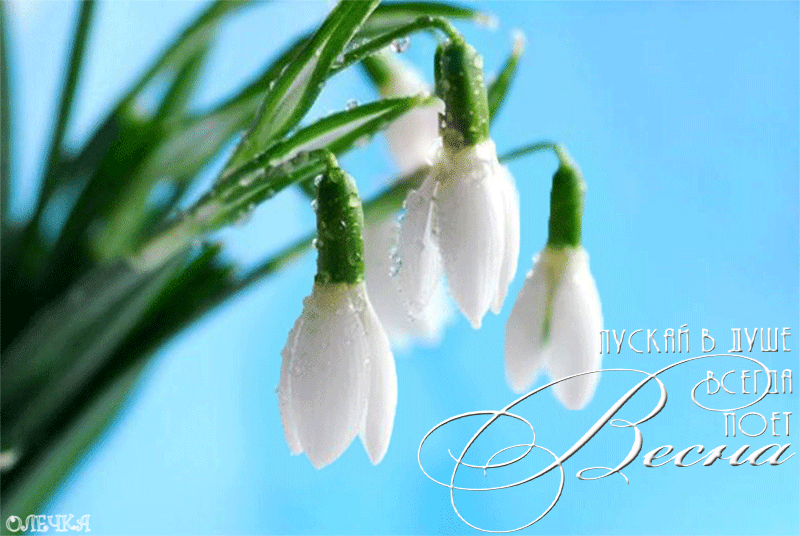 Открытки с подснежниками скачать бесплатно. Открытки с подснежниками gif.