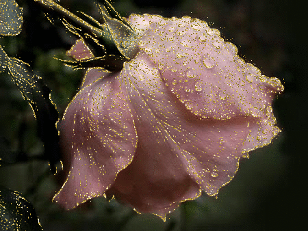 Открытки с росой на цветах скачать. Открытки с росой на цветах бесплатно.