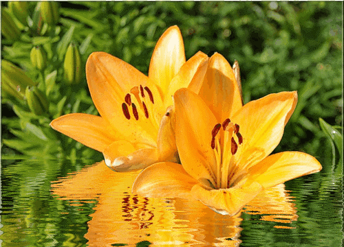 Открытки с желтыми лилиями gif. Открытки с желтыми лилиями скачать.