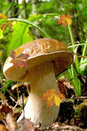 Открытки с лесными грибами скачать бесплатно. Открытки с грибами онлайн.