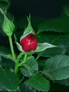 Открытки с распускающимися розами скачать бесплатно gif.      