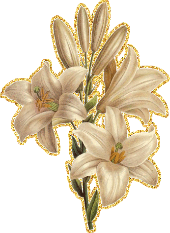 Открытки с лилейниками анимационные. Открытки с лилейниками gif.