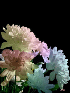 Открытки с хризантемами скачать бесплатно. Открытки с хризантемами онлайн.