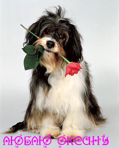 Открытки с именем Оксана с анимациями. С днём рождения Оксана открытки.