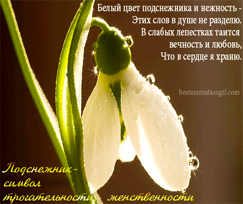 Открытки с днём подснежника gif. Открытки с днём подснежника скачать.