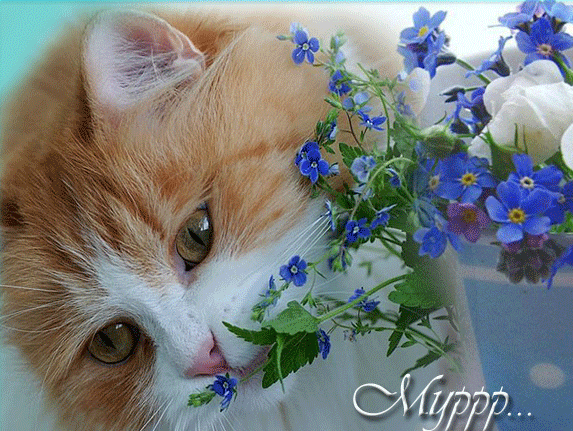 Открытки с незабудками бесплатно. Открытки с незабудками анимационные.