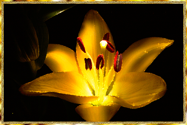 Открытки с лилейниками анимационные. Открытки с лилейниками gif.