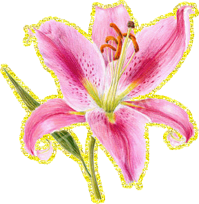 Открытки с розовыми лилиями скачать бесплатно. Открытки с розовыми лилиями ан...